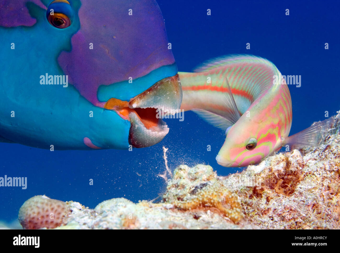 Indischen Ozean Steephead Papageienfisch Pterois Volitans mit einem Klunzinger Kardinalfische Thalassoma Rueppellii auf dem Roten Meer Ägypten Foto von A Stockfoto