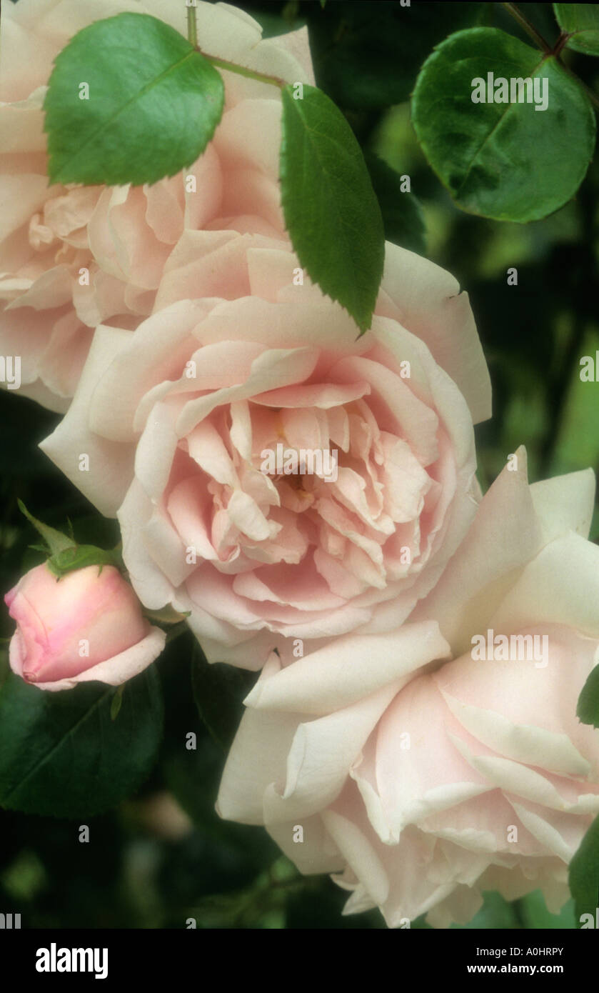 leichte rosa moderne Kletterrose. Rosa 'New Dawn'. Stockfoto