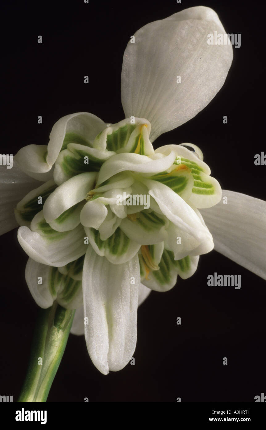 Schneeglöckchen. Galanthus Nivalis 'Flore Pleno' Stockfoto