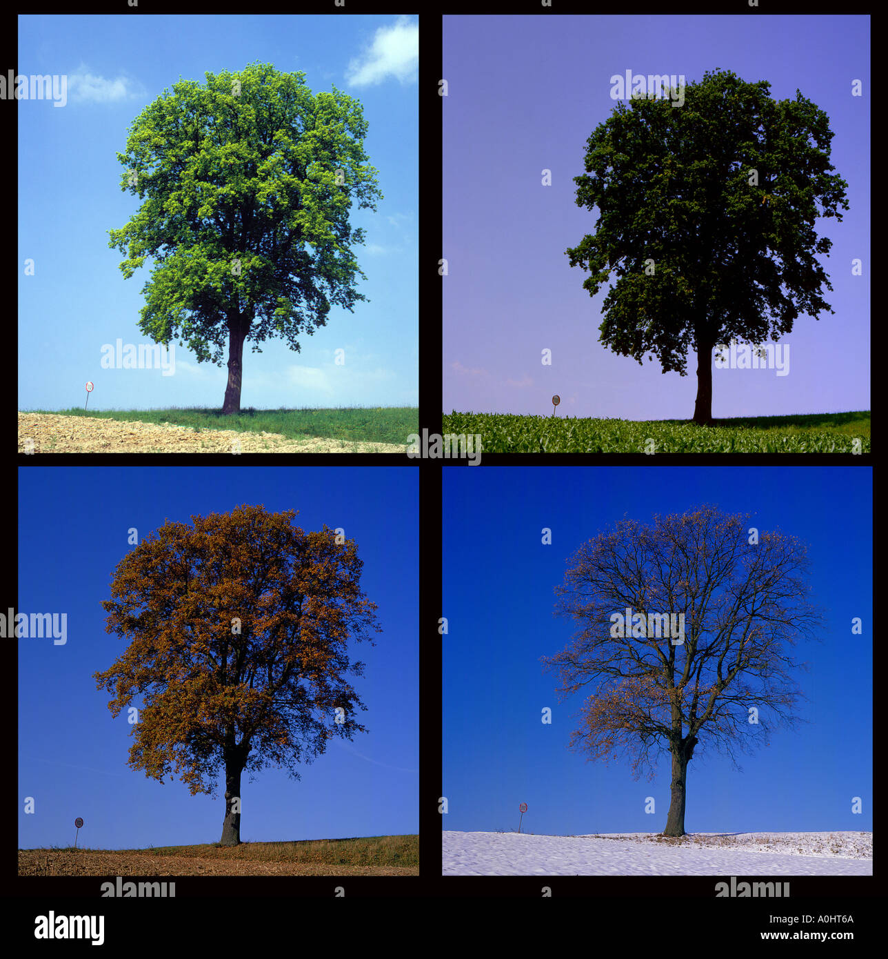 Komponieren saisonale Eiche Baum 4 Jahreszeiten Bilder. Foto: Willy Matheisl Stockfoto