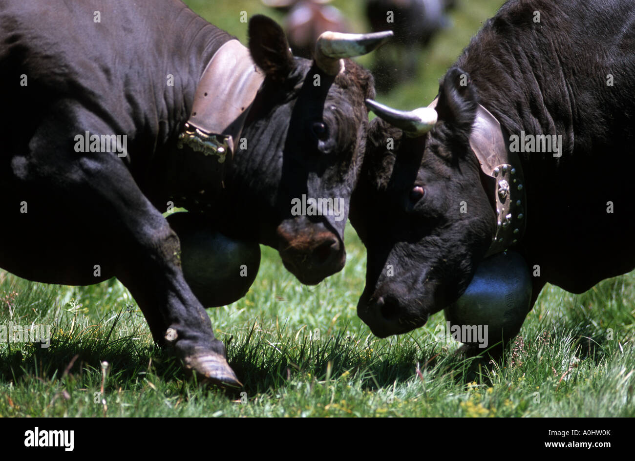 Kühe-Bullen-Tier kämpfen Vorherrschaft Streit gewalttätig Stockfoto