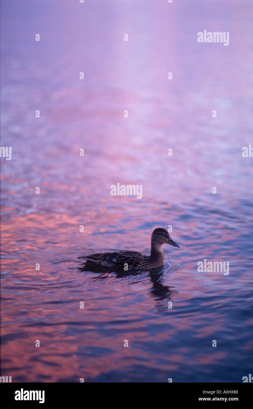 eine weibliche Stockente Schwimmen bei Sonnenuntergang Stockfoto