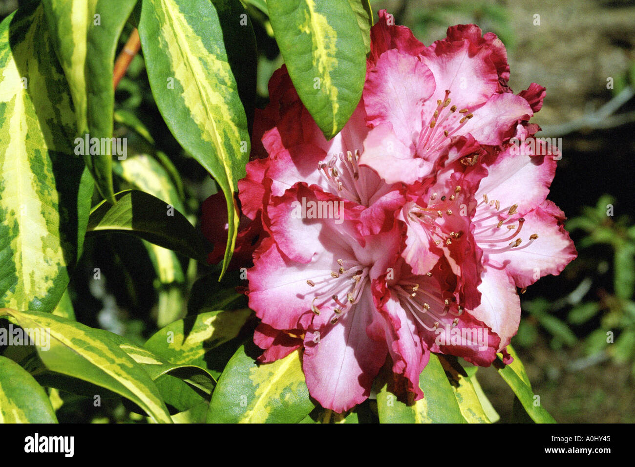 Rosa umrandet rhododendron Stockfoto