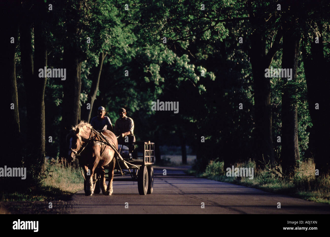 Warenkorb auf einer Allee, Masuren, Polen Stockfoto