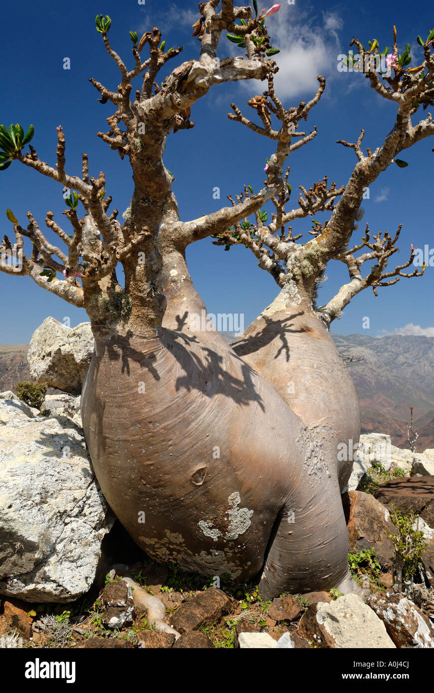 Socotra Desert Rose oder Flaschenbaum, Adenium Obesum Sokotranum, Insel
