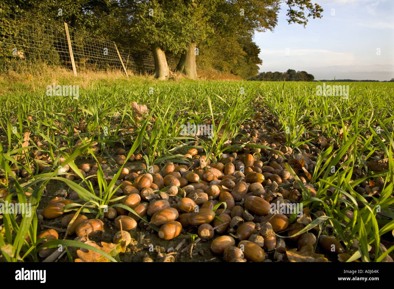 Gefallenen Eicheln auf Ackerland Oktober Stockfoto