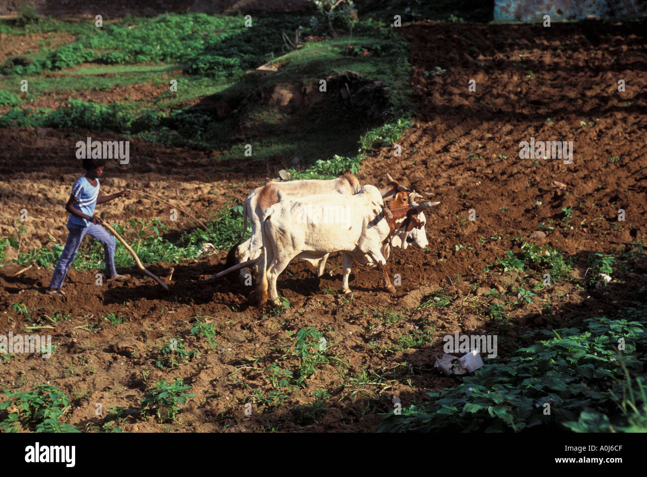 Pflügen mit den Ochsen in Eritrea. Stockfoto