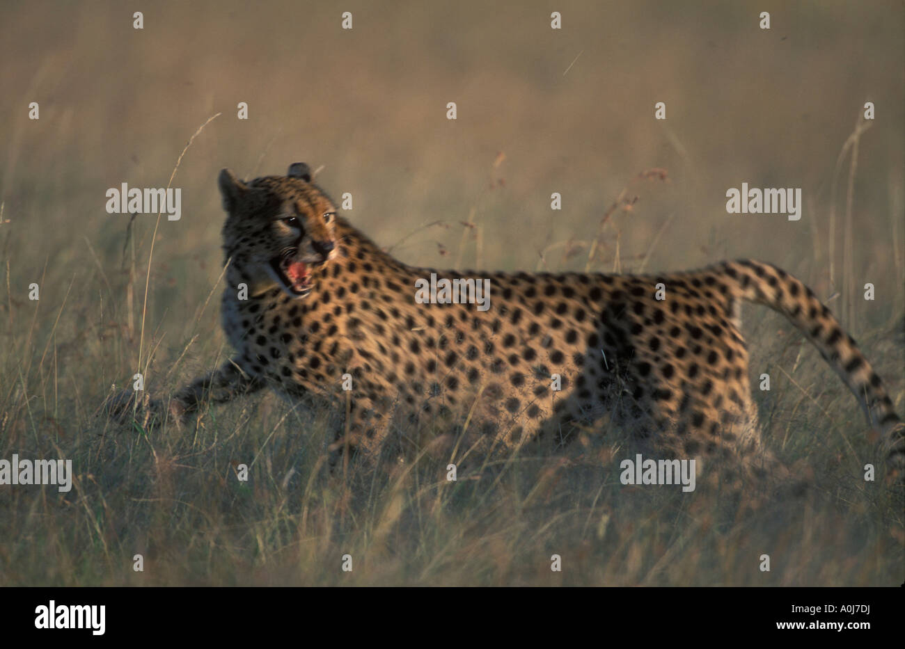 Kenia Masai Mara Game Reserve Gepard Acinonyx Jubatas Knurren bei Spotted Hyäne als es stiehlt Gazelle töten Stockfoto