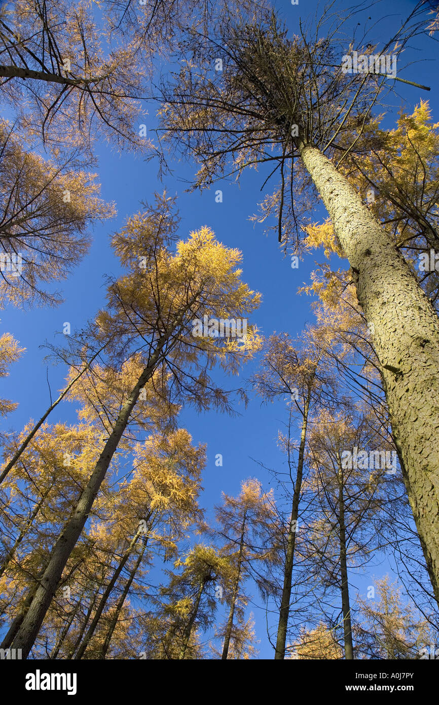 Lärche Larix Decidua Norfolk Herbst Stockfoto