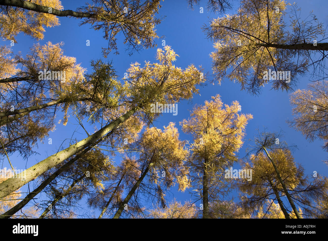 Lärche Larix Decidua Norfolk Herbst Stockfoto