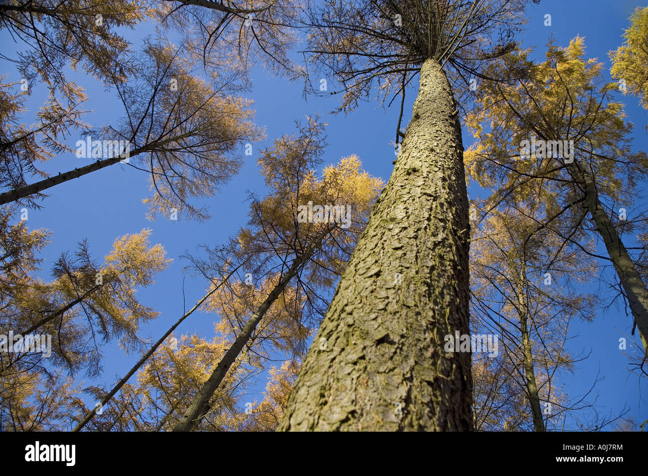 Lärche Larix Decidua Norfolk Herbst Stockfoto