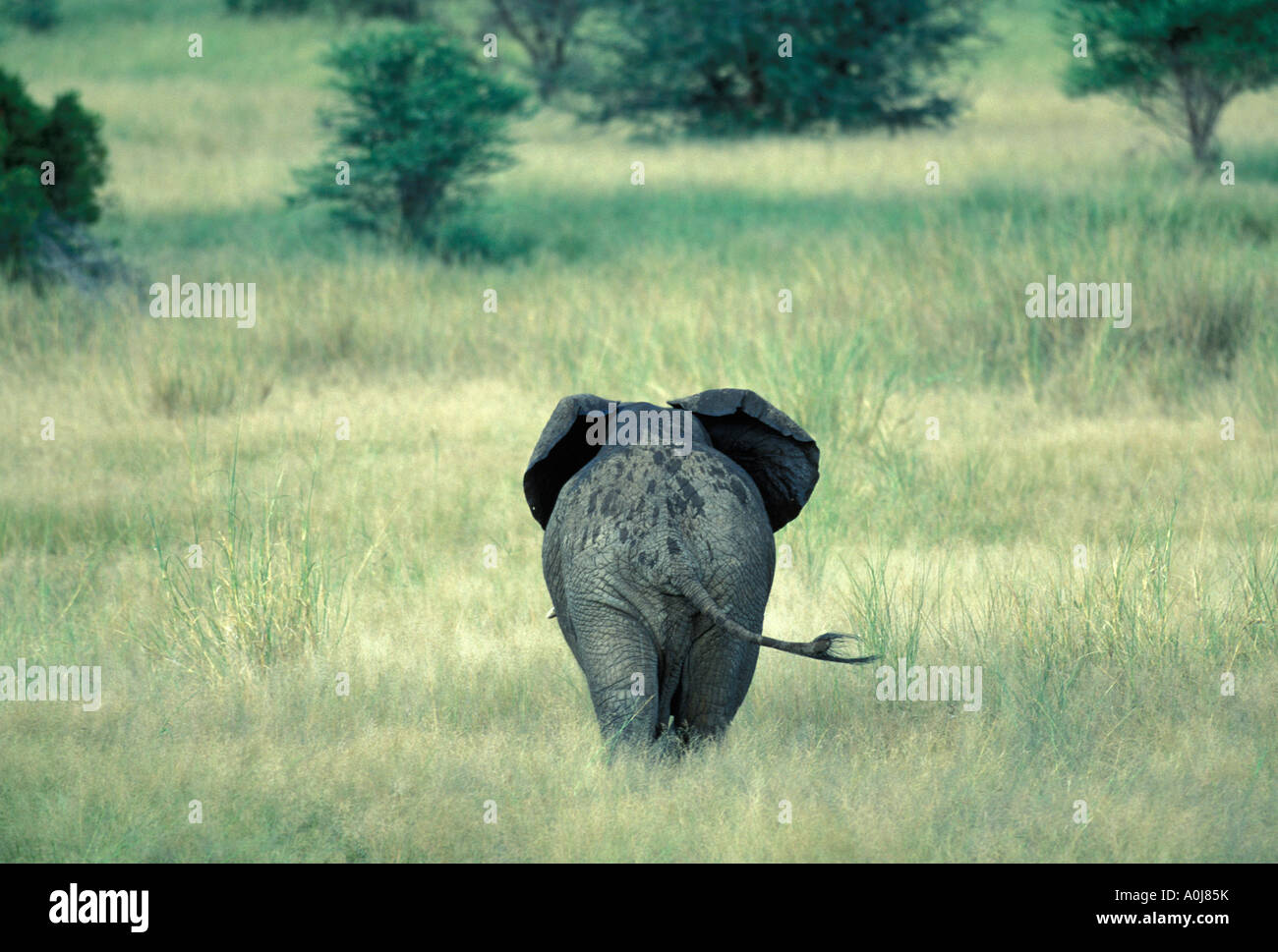Südafrika Kruger Nationalpark Elefanten führt durch hohe Gräser Loxodonta africana Stockfoto
