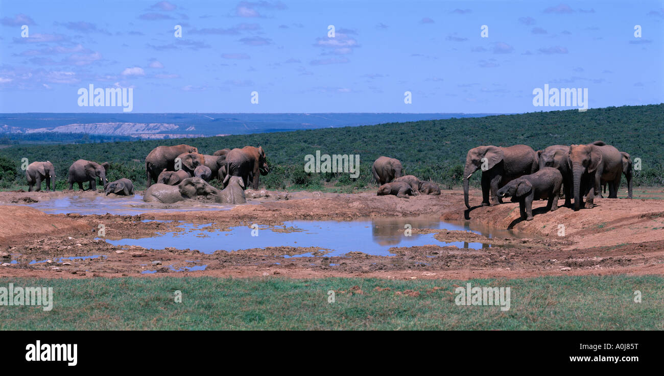 Südafrika Addo Elephant National Park Elefanten Herde Loxodonta Africana am Wasserloch sammelt zu trinken und im Schlamm suhlen Stockfoto