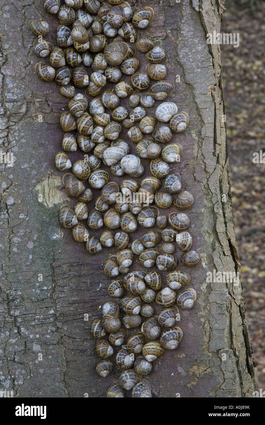 Schnecken Helix aspersas überwintern in einer großen Gruppe auf Ein Baumstamm North Norfolk Stockfoto