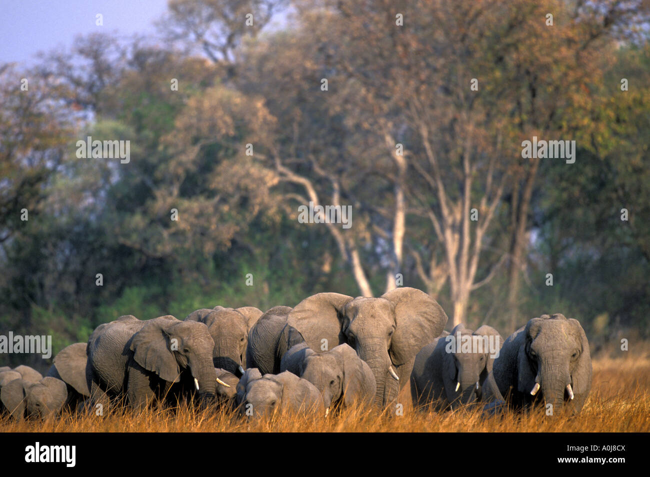 Botswana Moremi Game Reserve Elefanten Herde Loxodonta Africana Spaziergänge durch hohe Gräser in Xakanaxa bei Sonnenuntergang Stockfoto