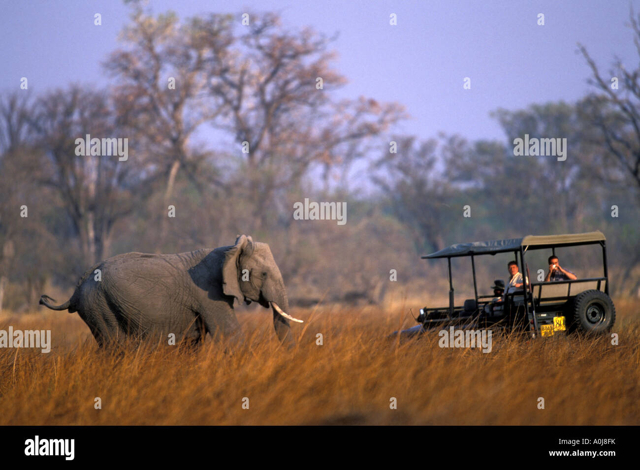 Botswana Moremi Game Reserve Elefant Loxodonta Africana geht vorbei an Safari-LKW in der Nähe von Xakanaxa bei Sonnenuntergang Stockfoto