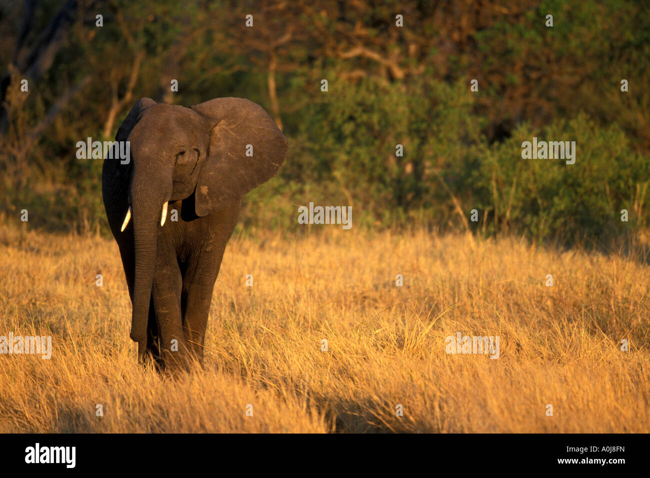 Botswana Moremi Game Reserve Elefant Loxodonta Africana führt durch hohe Gräser in der Nähe von Xakanaxa bei Sonnenuntergang Stockfoto