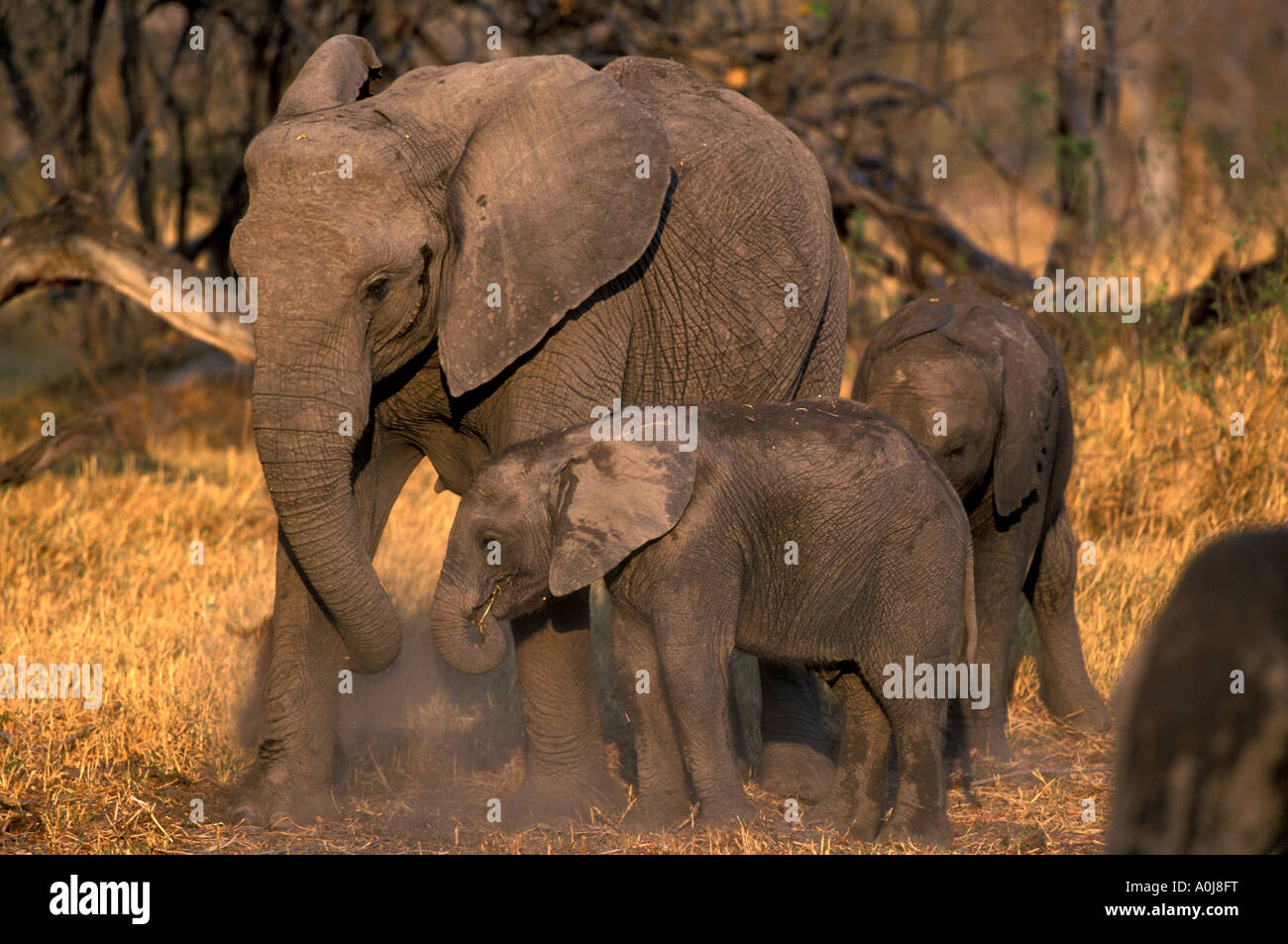 Botswana Moremi Game Reserve Elefanten Herde Loxodonta Africana Spaziergang durch Trockenrasen nahe Xakanaxa bei Sonnenuntergang Stockfoto