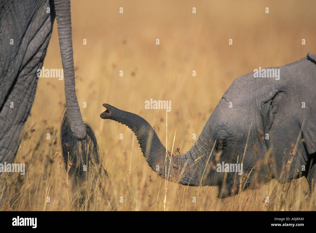 Afrika Kenia Masai Mara Game Reserve Elefant Kalb Loxodonta Africanus folgt Ende der Erwachsenen durch hohe Gräser auf Savanne Stockfoto