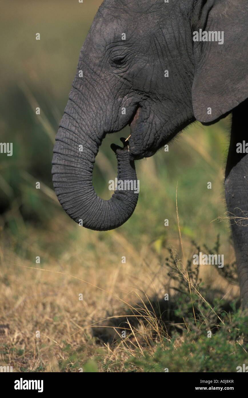 Afrika Kenia Masai Mara Game Reserve junger Elefant Kalb Loxodonta Africanus mit Stamm hoch Savanne Gras spielen Stockfoto
