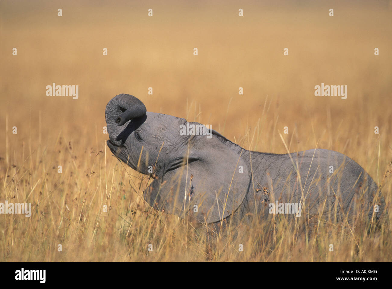 Afrika Kenia Masai Mara Game Reserve junger Elefant Kalb Loxodonta Africanus Fütterung in Grasgrün Stockfoto