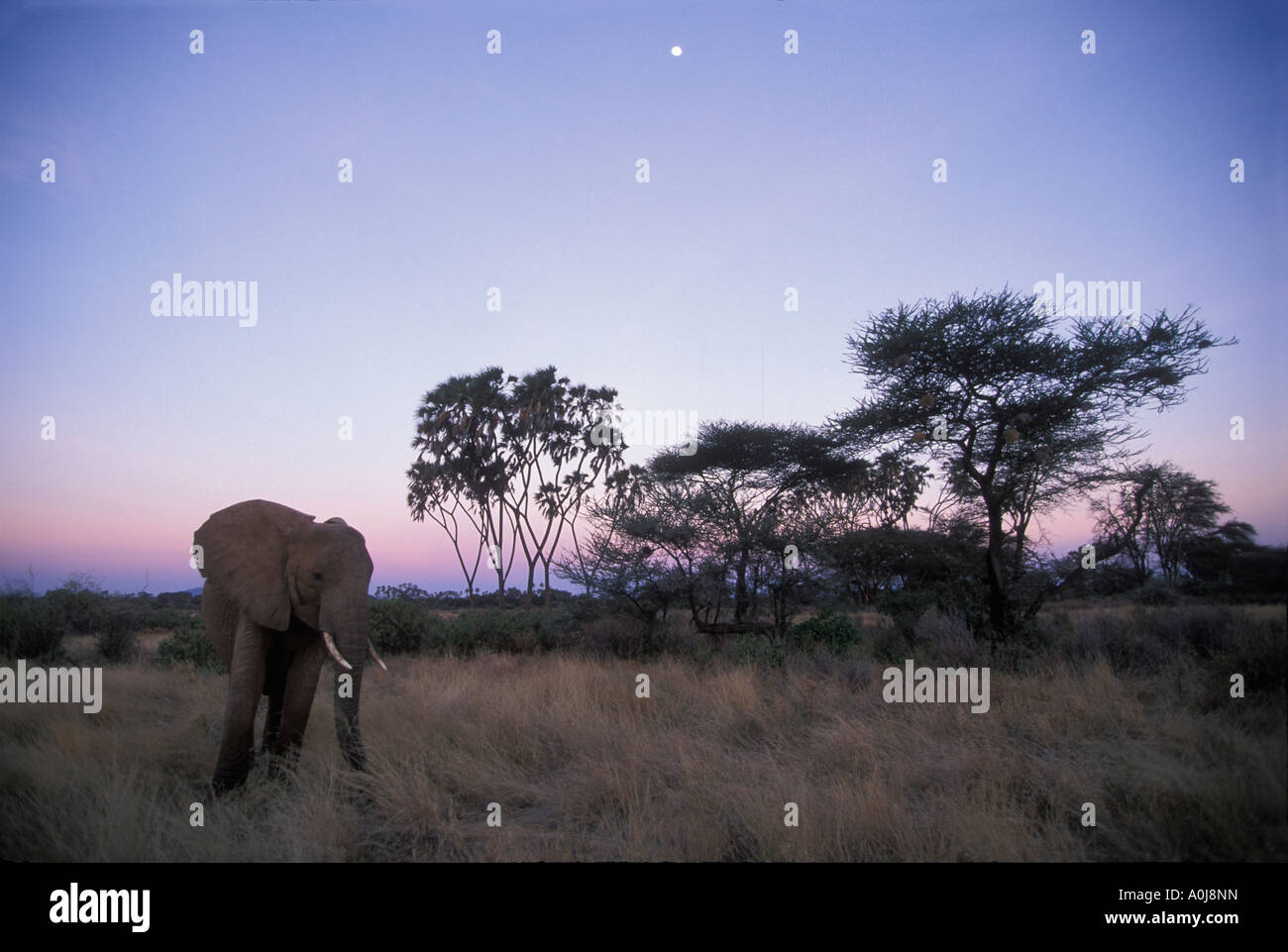 Afrika Kenia Samburu National Reserve Erwachsene Elefant Loxodonta Africanus zu Fuß durch Uaso Nyiro River unter Vollmond Stockfoto