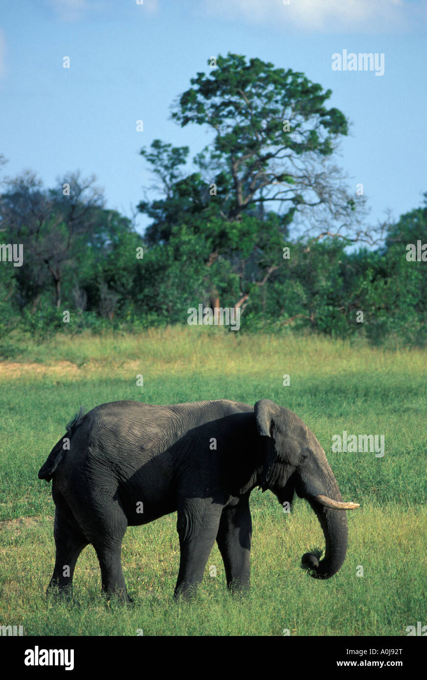 Botswana Chobe National Park Elefant Loxodonta Africana-feeds in üppigen Rasen Stockfoto