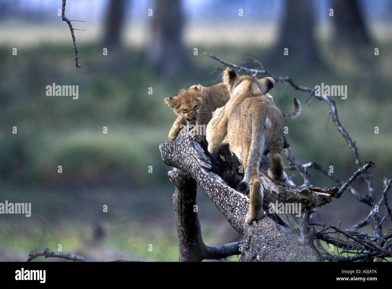 Afrika Kenia Masai Mara Game Reserve Löwenbabys Panthera Leo spielen auf abgestürzten Ast in Musiara Marsh in den frühen Morgenstunden Stockfoto