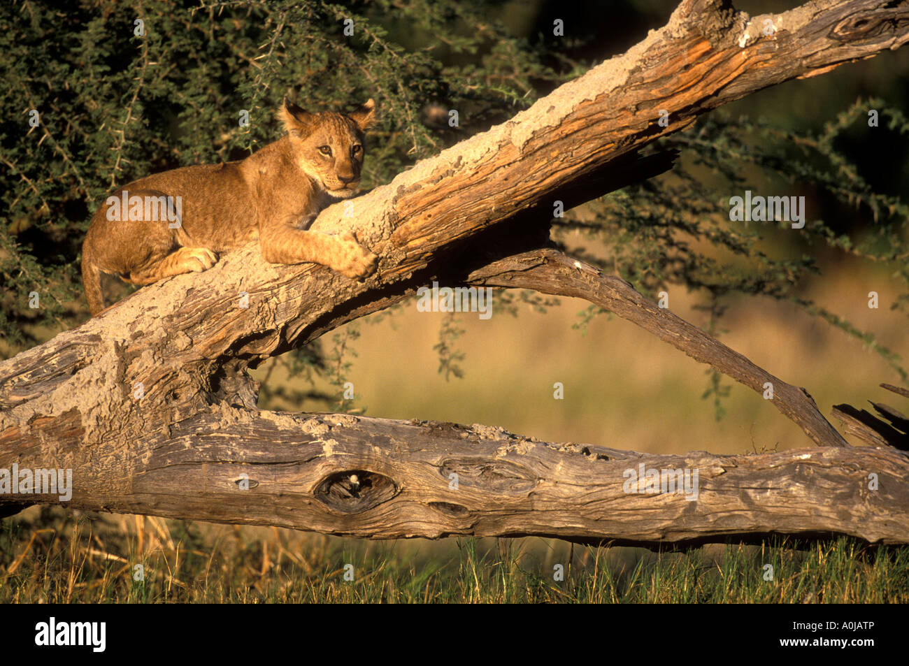 Afrika Botswana Chobe National Park Löwenbabys ruht Panthera Leo in Ast in der Nähe von Rhino Pan in Savuti Marsh in der Morgendämmerung Stockfoto