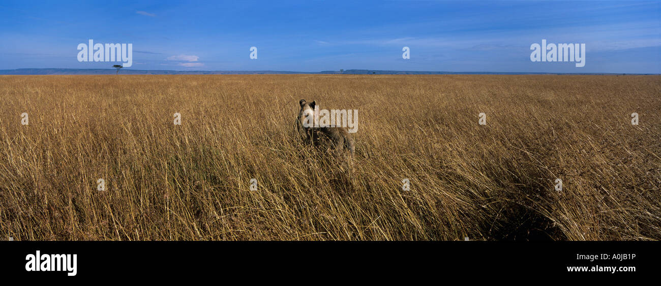 Afrika Kenia Masai Mara Game Reserve Erwachsene weibliche Löwin Panthera Leo Umfragen Savanne durch hohe Gräser im Morgengrauen Stockfoto