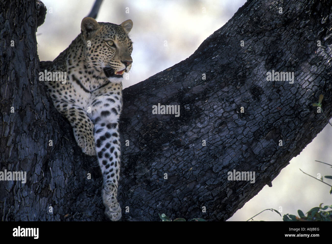 Botswana Moremi Game Reserve Erwachsene Leoparden Panthera Pardus ruht in Äste in trockenen Mopane Wald nahe Xakanaxa Stockfoto