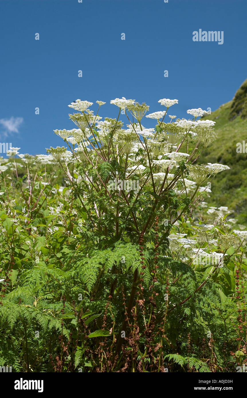 Bergblumen, vertikal gedreht, Uttaranchal, Indien Stockfoto
