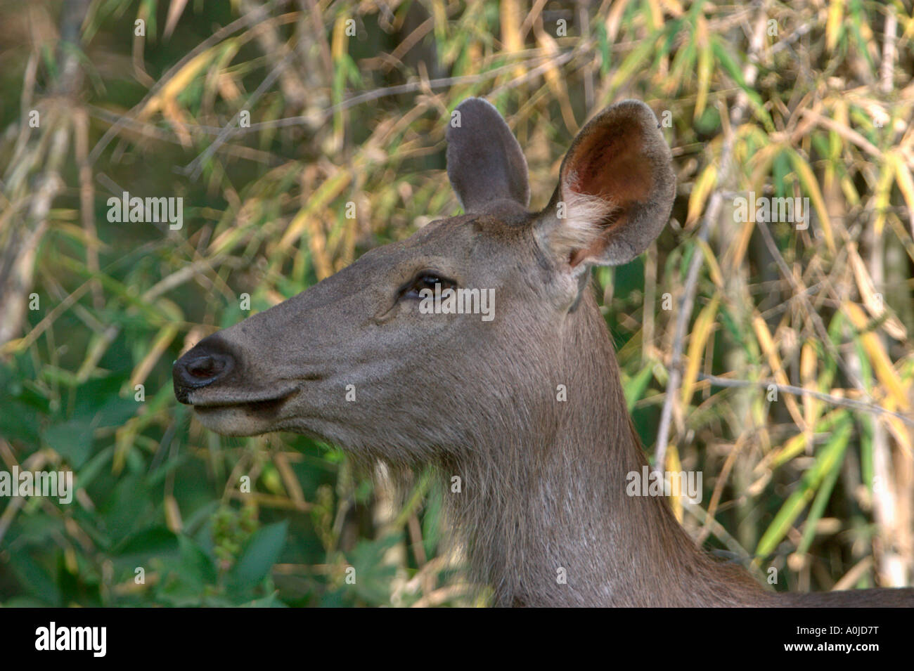 Sambar Deer, Kanha Madhya Pradesh, Indien Stockfoto