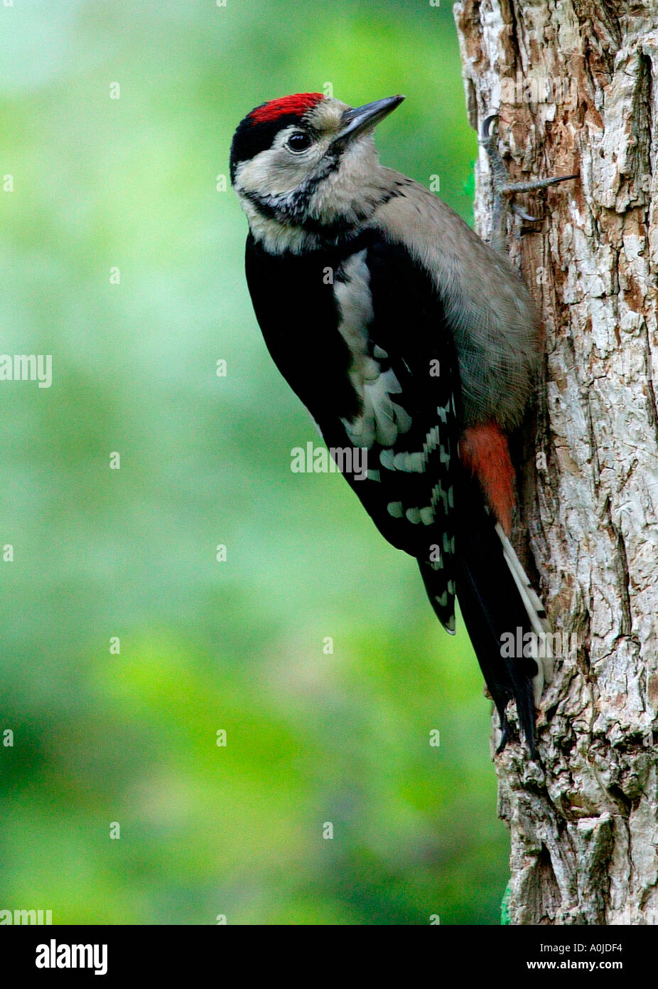 Juvenile Buntspecht (Dendrocopos großen) thront auf Baum-Stamm-UK Stockfoto