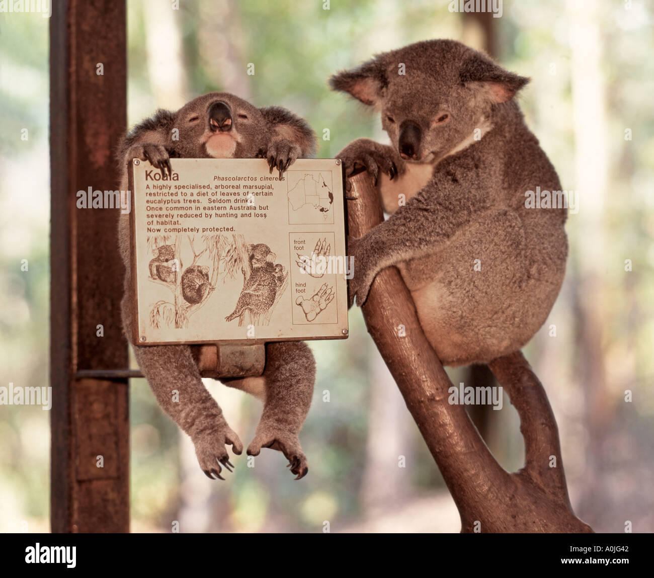 Australien Qeensland Magnetic Island Koala-Baby und Mutter in frühen Stockfoto