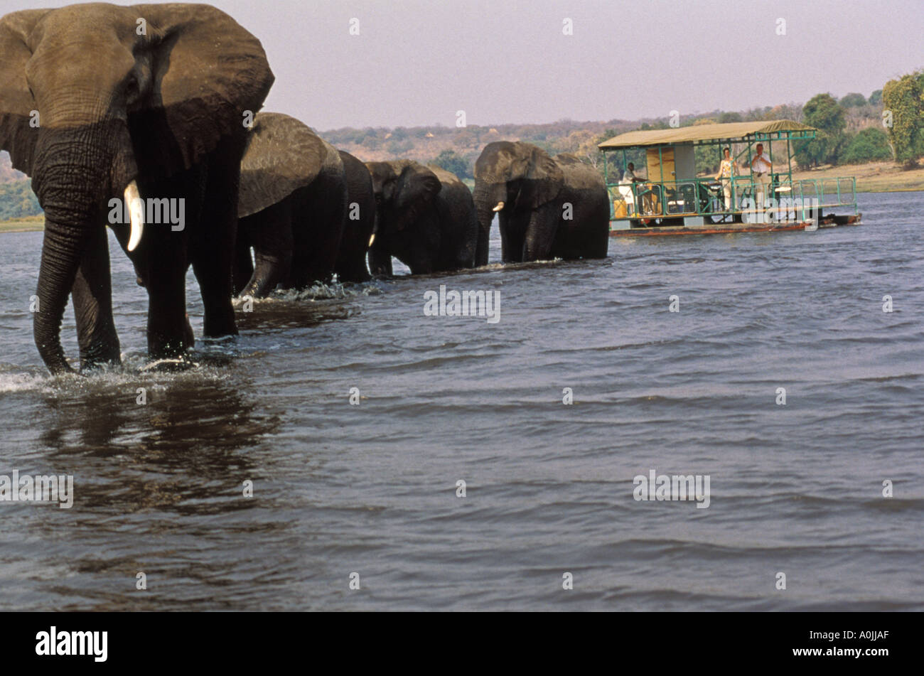 Afrika, Botswana, Chobe National Park, große Elefanten Herde Kreuzung Fluss mit paar auf der Suche auf aus geführte Hausboot Stockfoto