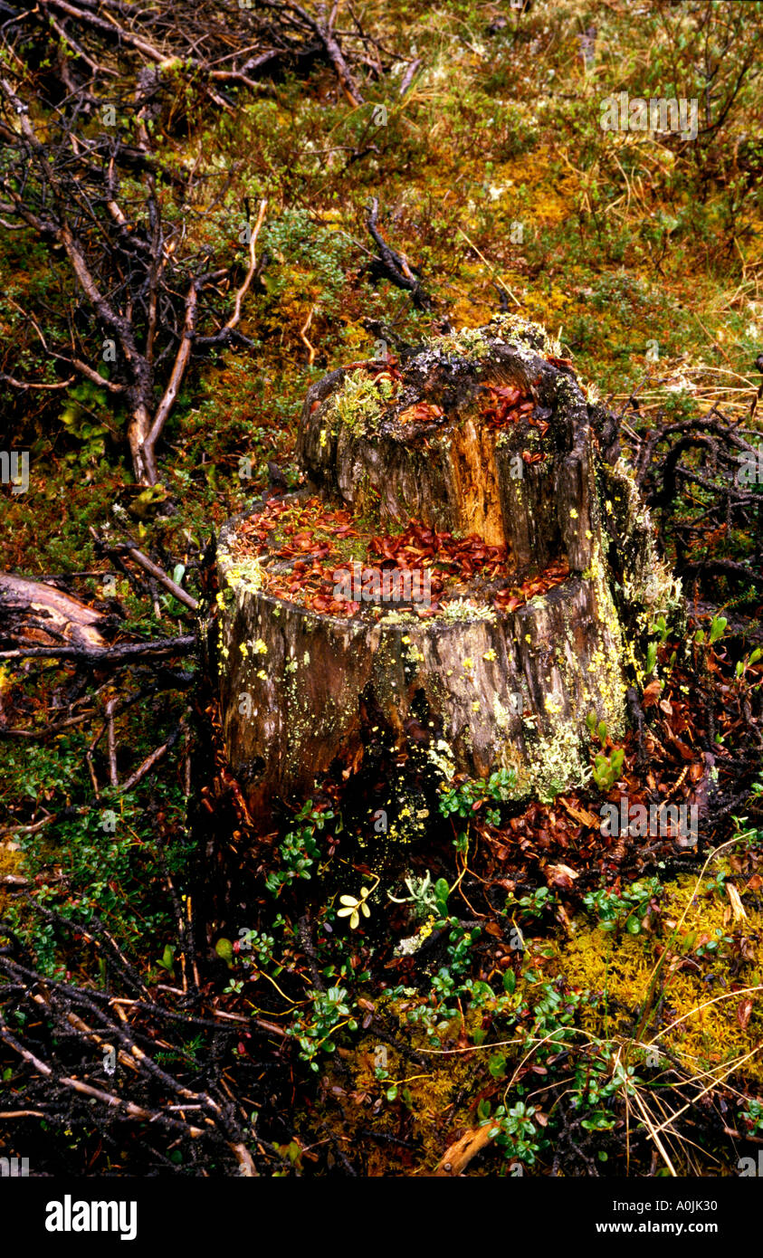Glacier Bay Nationalpark, farbenfrohe Herbst Wald im Naturschutzgebiet, südöstlichen Alaska Stockfoto