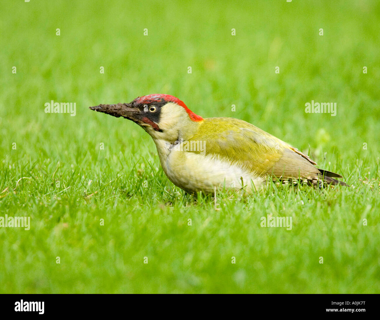 Grünspecht Picus viridis Stockfoto