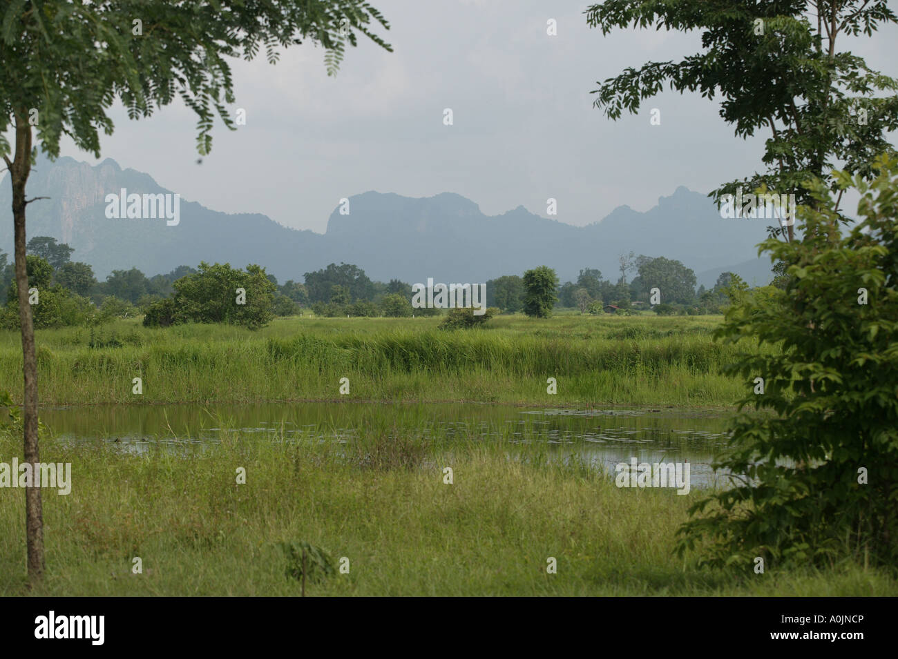 Blick über die Landschaft, die Berge in Phu Kradung Nationalpark Nord Ost Thailand es sind 50km gut markierte Wanderwege über das bewaldete Plateau Park sowie ein 9km Aufstieg zum Gipfel 13 10 Stockfoto