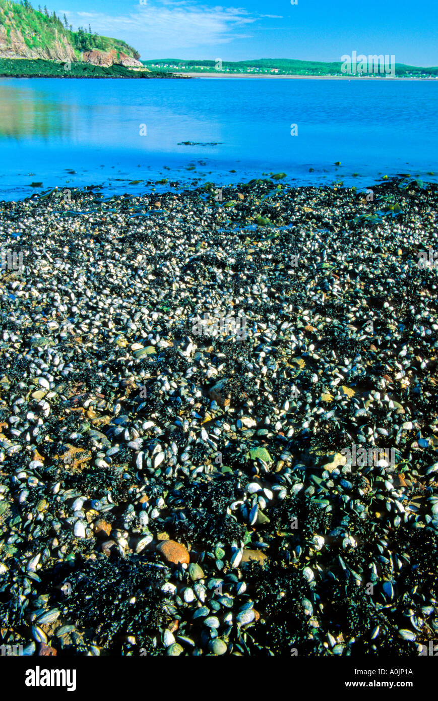 Muschel-Bett in The Bay Of Fundy Stockfoto