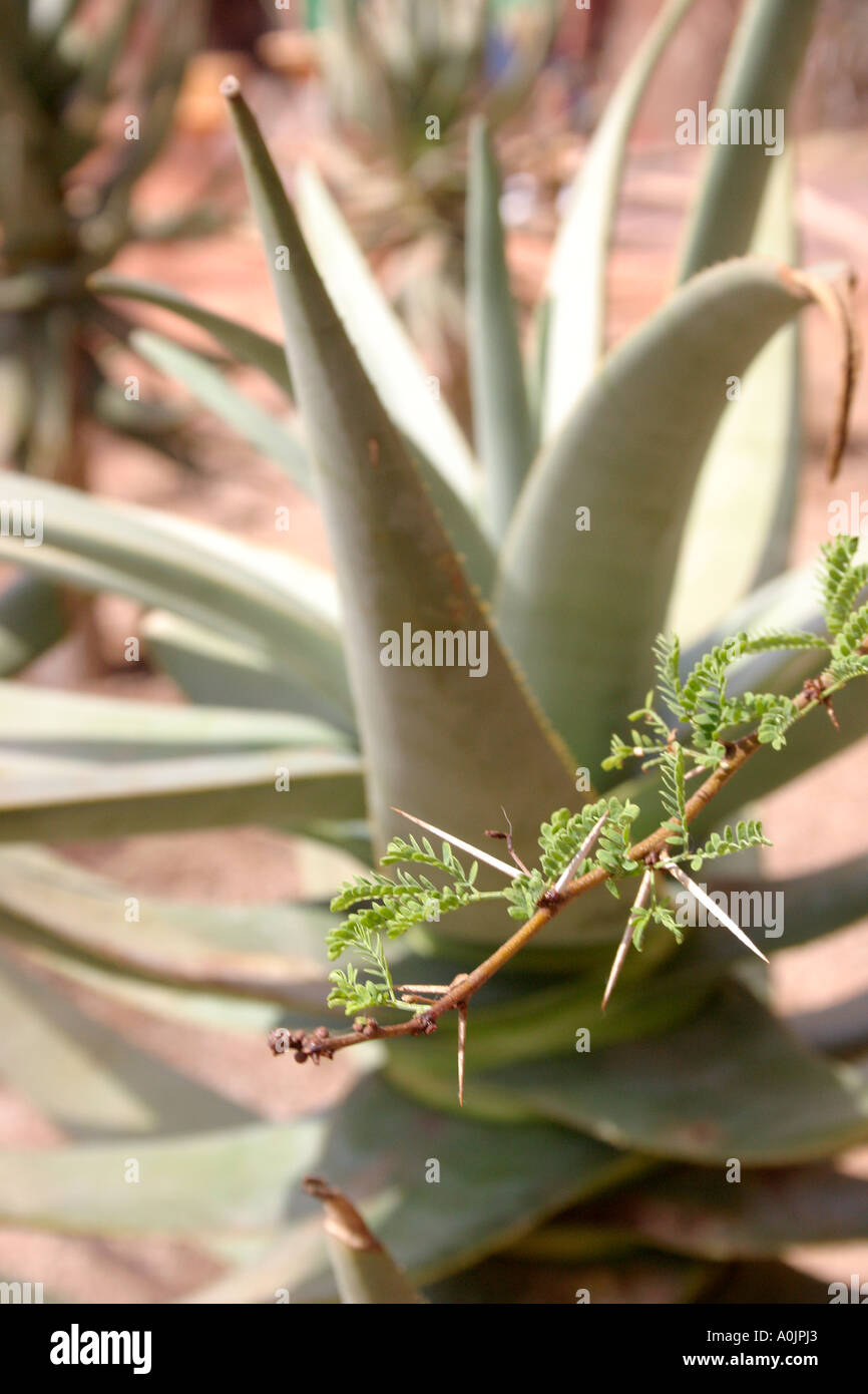 Stacheln, Widerhaken auf Kaktus Stockfotografie - Alamy