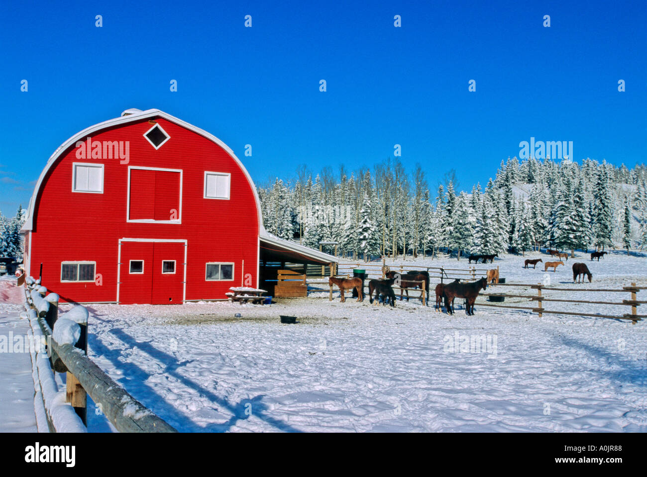 Pferdestall im Winter Stockfoto