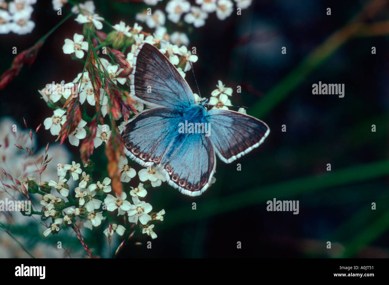 Kreide-Hügel blau, Lysandra Coridon. Auf Blume. Flügel offen Stockfoto