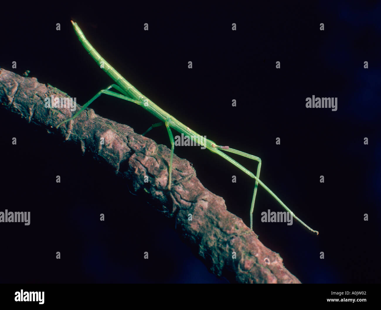 Stabheuschrecke, Bacillus Rossius. Auf Stamm Stockfoto