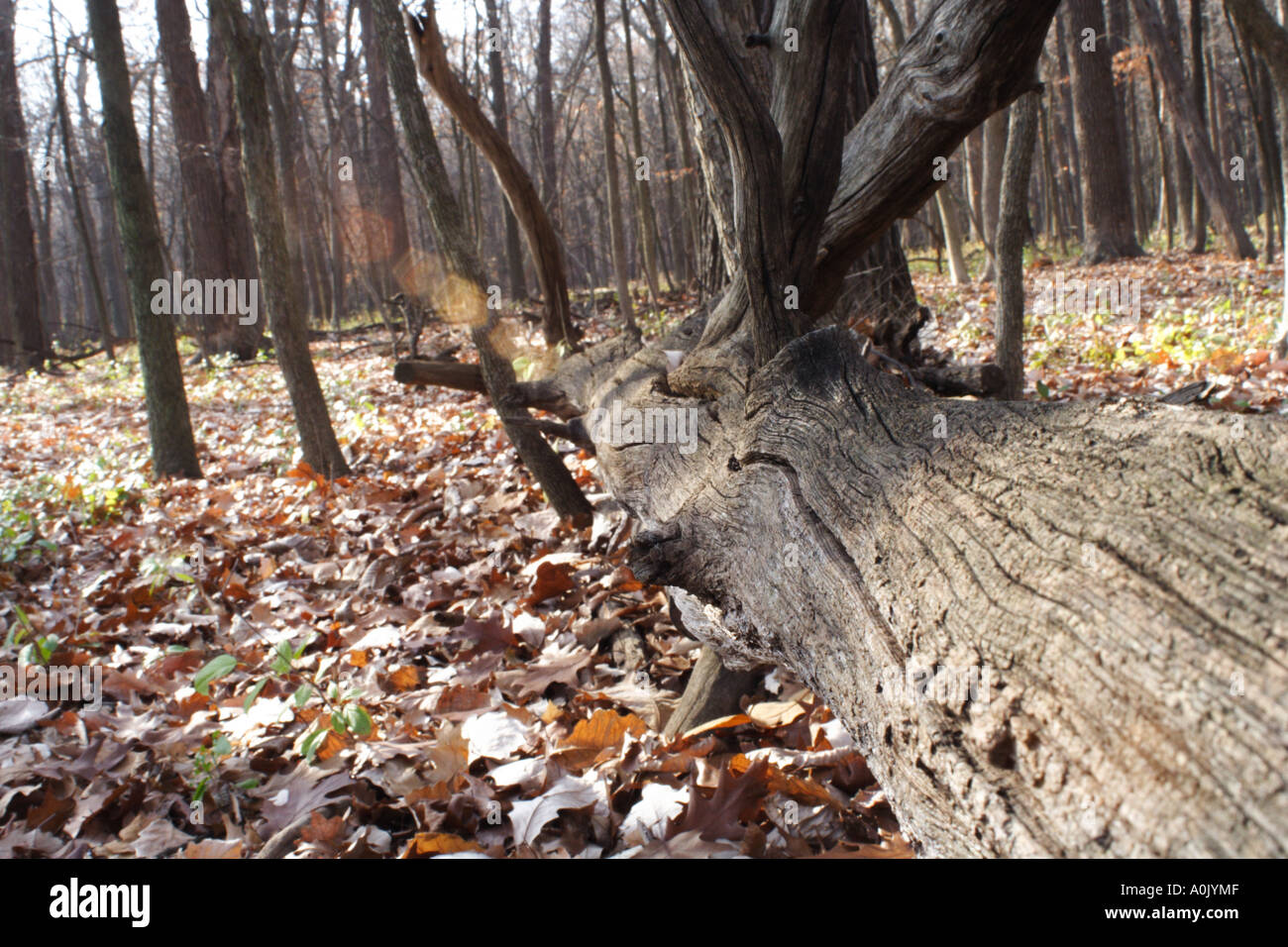 Umgestürzten Baum mit Blendenfleck Stockfoto