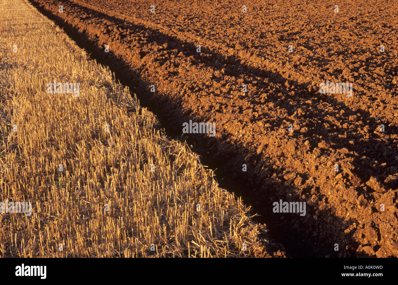 Detail einer Getreide-Stoppelfeld teilweise geräumt und mit gutem Boden rot glühend im Abendlicht bebaut wurde Stockfoto