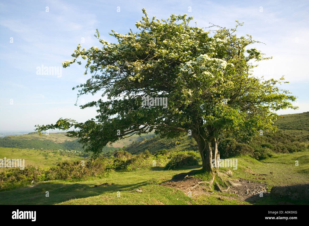Ein Weißdorn Baum Blume nr Dartmeet Dartmoor National Park Stockfoto