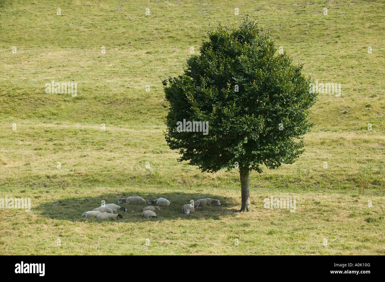 Schafe im Schatten des Baumes bei Tidpit Cranborne Chase bergende Stockfoto