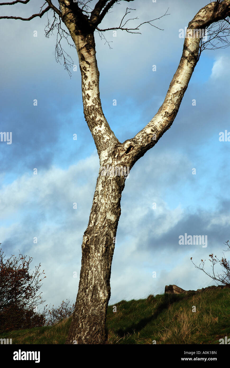 Buchstabe Y gebildet von Silber Birke, Beacon Hill, Leicestershire, England, UK Stockfoto