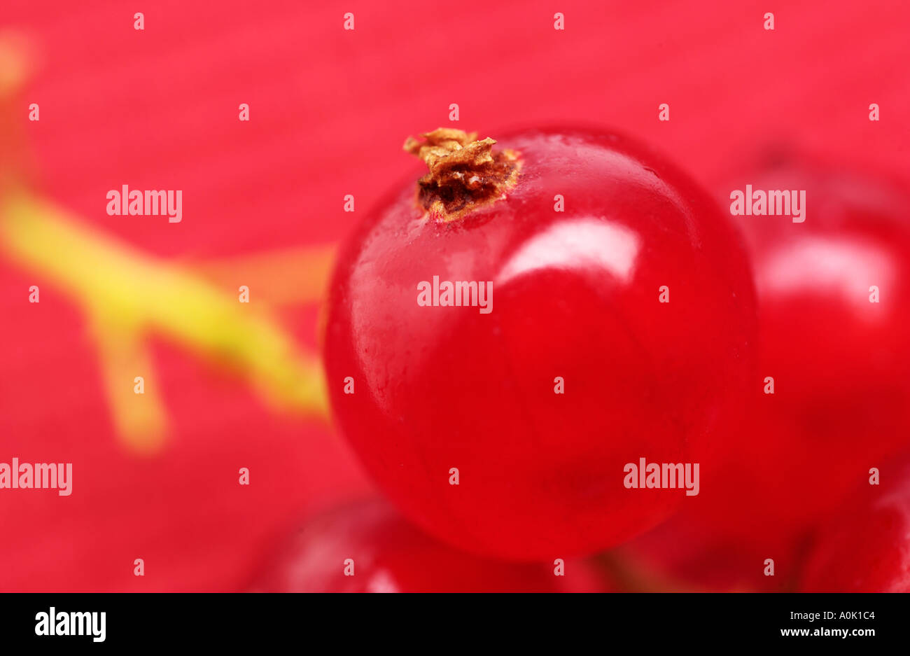 Rote Johannisbeere hautnah Stockfoto